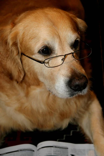 Portrait Cute Dog — Stock Photo, Image