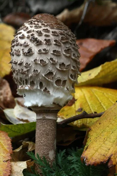 Growing Mushrooms Forest Nature Background — Stock Photo, Image