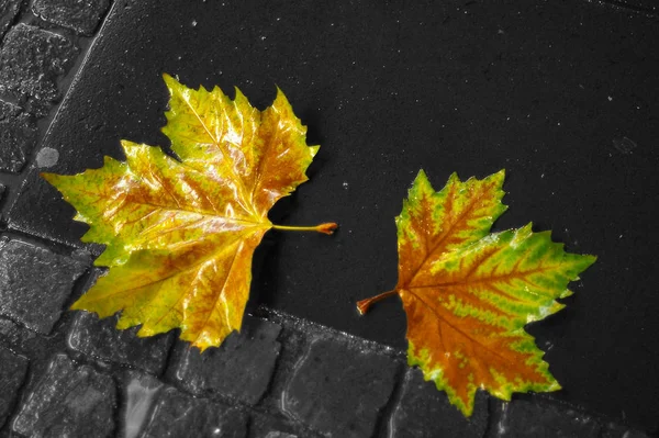 Bela Folhagem Outono Colorido — Fotografia de Stock