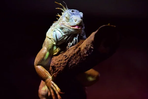 Lézard Exotique Animal Reptile Iguane — Photo