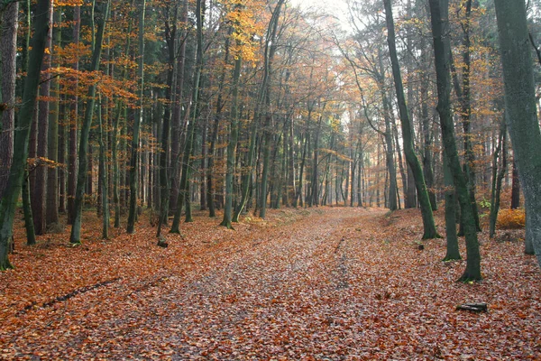 Jagdschloss Gelbensande Noviembre 2006 — Foto de Stock