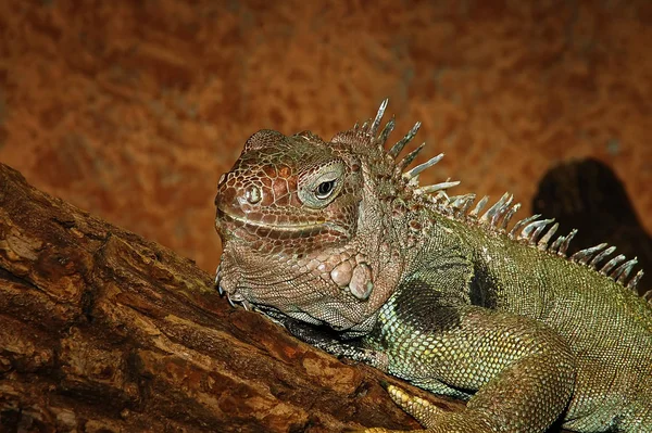 Lézard Iguane Prédateur — Photo