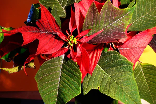 Färgglada Bakgrund För Jul Eller Nyår Semester Kort — Stockfoto