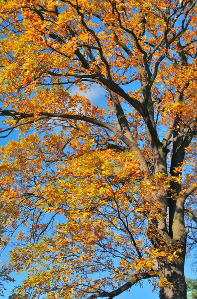 美丽多彩的秋天树叶 — 图库照片