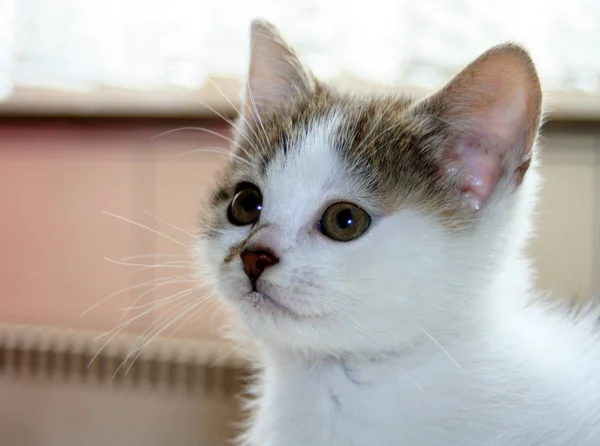 Retrato Lindo Gato —  Fotos de Stock