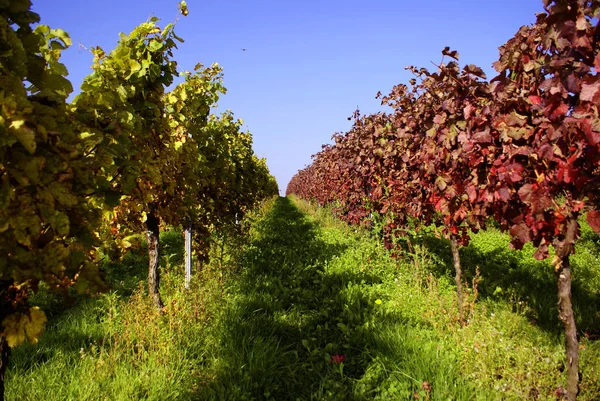 Vigne Vignoble Rural Concept Raisin — Photo