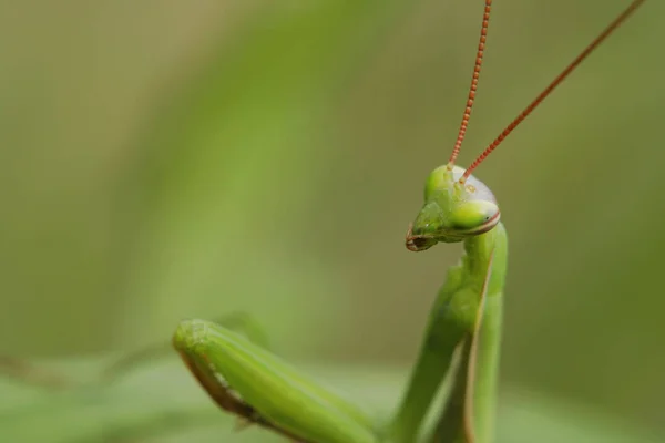 Examinada Lente — Foto de Stock