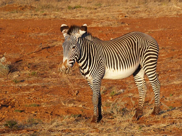 Preto Branco Zebras Animais — Fotografia de Stock