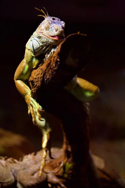 Animal Lagarto Exótico Reptil Iguana — Foto de Stock