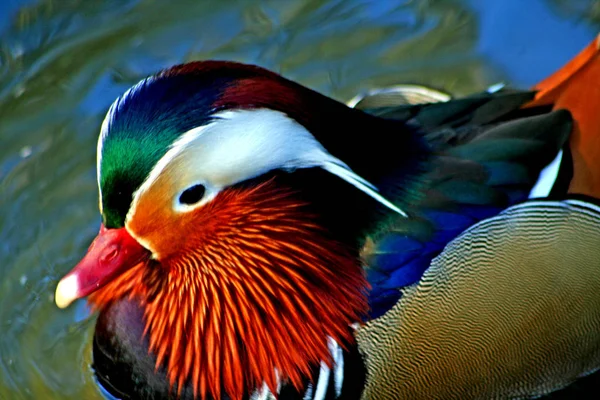 Vista Panorámica Hermoso Pájaro Naturaleza — Foto de Stock