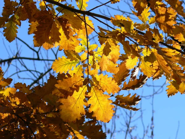 Hojas Roble Autumnal Contraluz —  Fotos de Stock