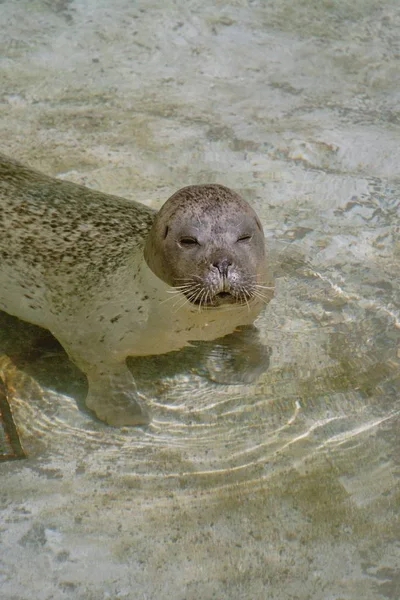 Phoque Otarie Dans Océan Pacifique — Photo