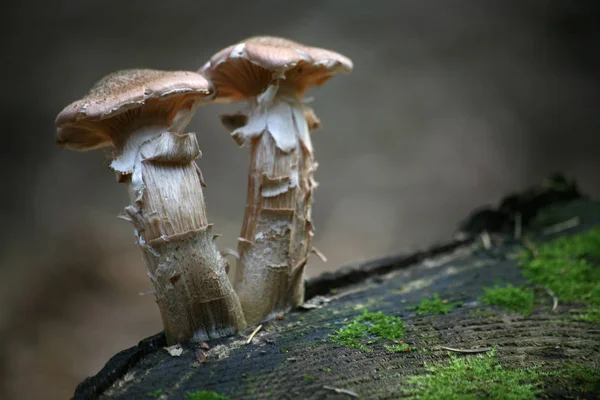 Två Unga Honungssvamp Stubbe — Stockfoto