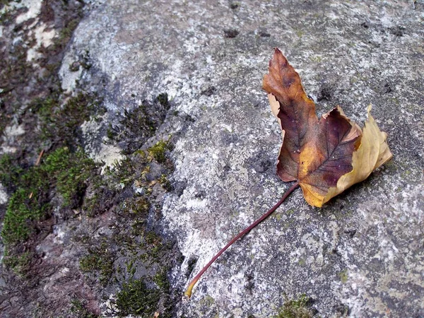 Feuille Automne Sur Sol — Photo