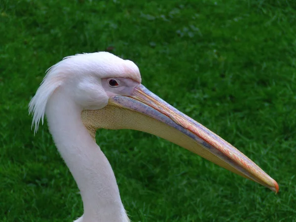 Vacker Utsikt Över Vacker Pelikan Naturen — Stockfoto