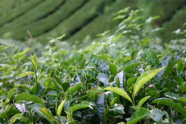 在高原地区的茶 — 图库照片