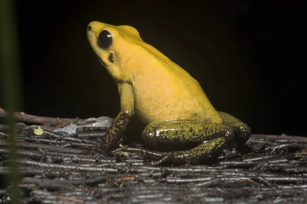 Amphibientier Wildfrosch — Stockfoto