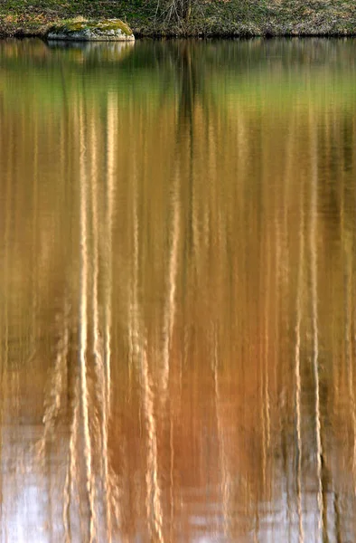 지역에 연못에 자작나무의 — 스톡 사진