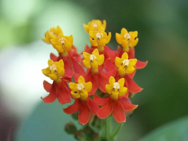 Fleurs Indigènes Mexique Fleurissent Tout Long Année Dans Les Zones — Photo