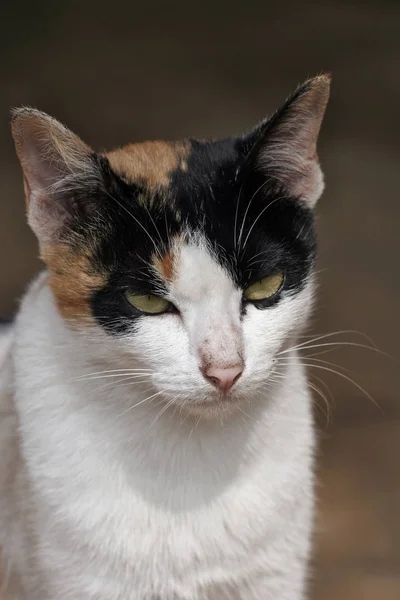泰族村子里的一只猫 — 图库照片