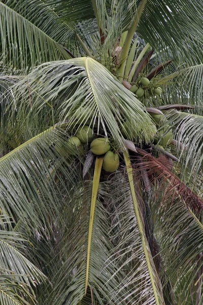 Palmboom Met Groene Bladeren — Stockfoto