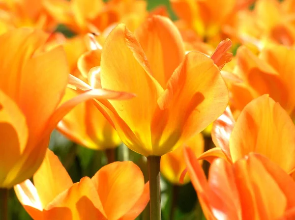 Schöne Botanische Aufnahme Natürliche Tapete — Stockfoto