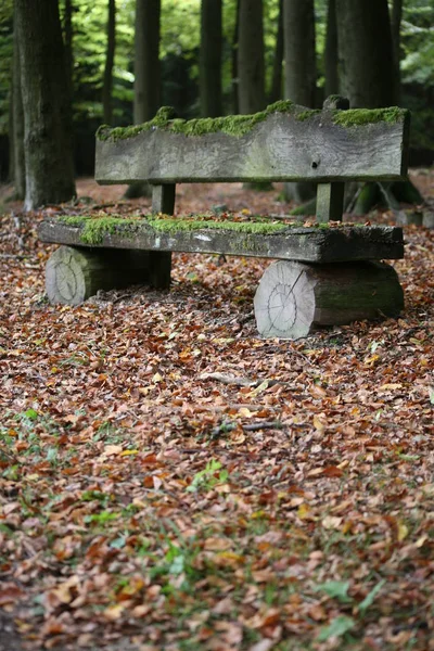 秋天森林里长满苔藓的长椅 — 图库照片