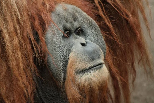 Apapa Primatdjur — Stockfoto