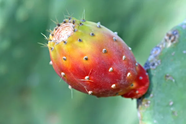 Planta Tropical Flora Botánica Cactus — Foto de Stock