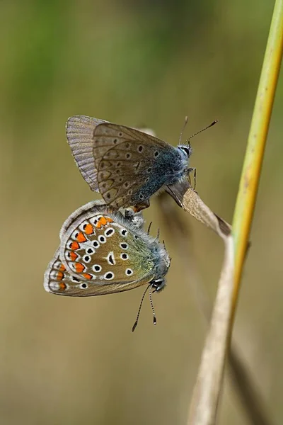 Vista Primer Plano Hermosa Mariposa Colorida — Foto de Stock