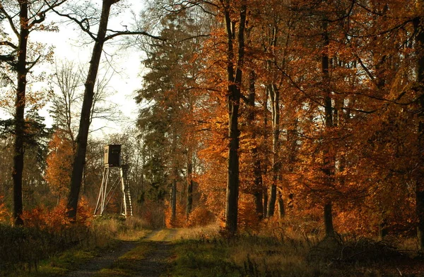 Krásné Barevné Podzimní Listí — Stock fotografie