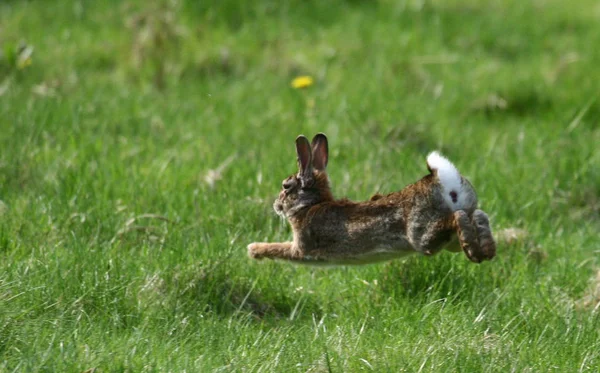 Cute Bunny Closeup Shot — Stock Photo, Image