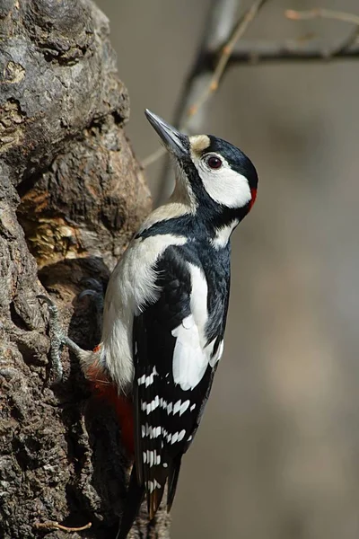 Woodpecker Птица Природе Фауна — стоковое фото