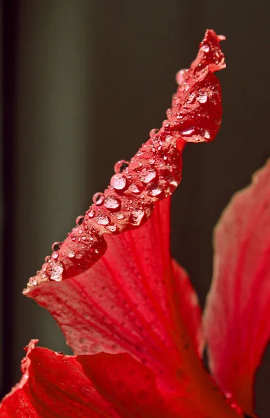 Landschaftlich Schöne Bunte Hibiskusblüte — Stockfoto