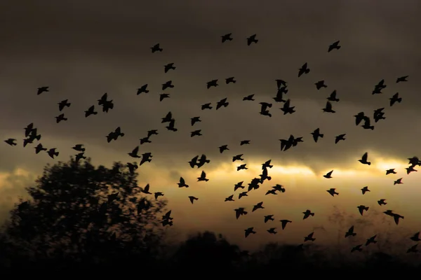 Schilderachtig Uitzicht Prachtige Vogel Natuur — Stockfoto