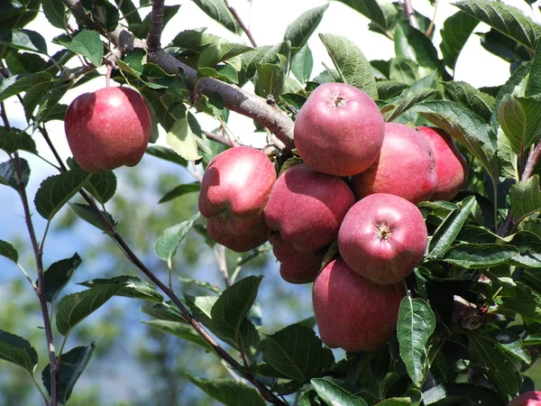 Pommes Tyroliennes Rouges Sud — Photo