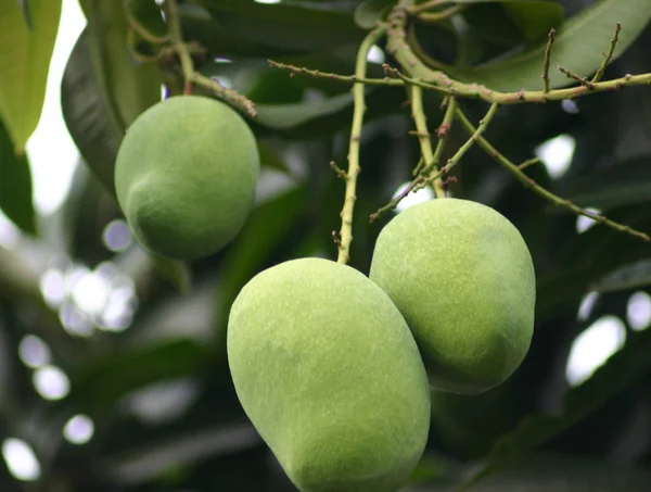 Hermoso Plano Botánico Fondo Pantalla Natural — Foto de Stock