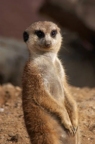 Szurikáta Suricate Állat Jellegű — Stock Fotó