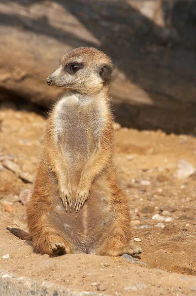 Meerkat Ζώο Πλάσμα Suricatta — Φωτογραφία Αρχείου