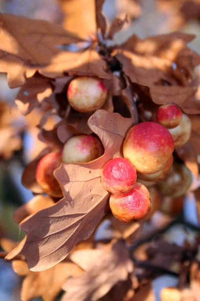 Autumn Harvest Chestnuts Leaves — Stock Photo, Image