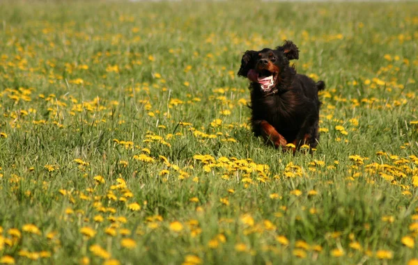 Portret Van Een Schattige Hond — Stockfoto