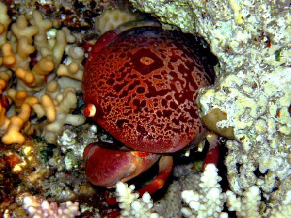 Preso Nel Mare Rosso — Foto Stock