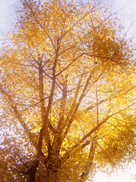 Осінній Сезон Листя Осіннє Листя — стокове фото