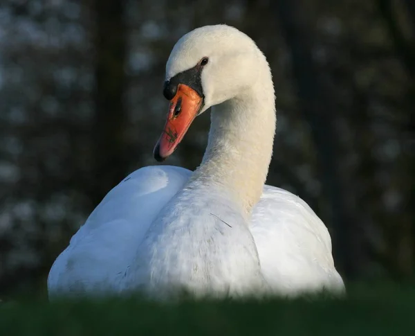 Vacker Utsikt Över Majestätiska Svanar Naturen — Stockfoto