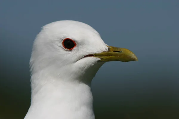 Scenic View Beautiful Bird Nature — Stock Photo, Image