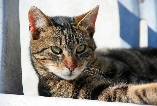 Retrato Gato — Foto de Stock