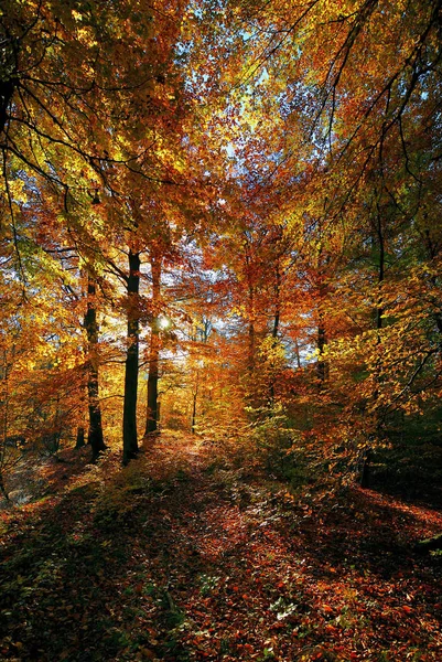 Piękne Jesienne Liście Lesie — Zdjęcie stockowe