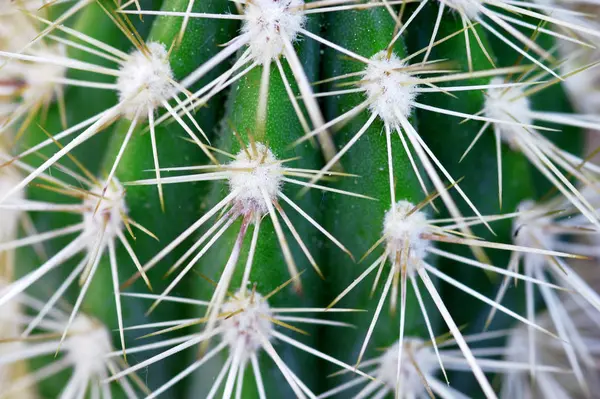 Tropical Exotic Plant Nature Flora — Stock Photo, Image