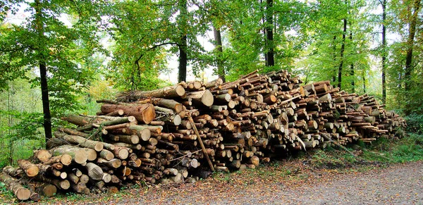 Holzstoss Anyone Can Train Much Shoulders Load Wants Stock Image