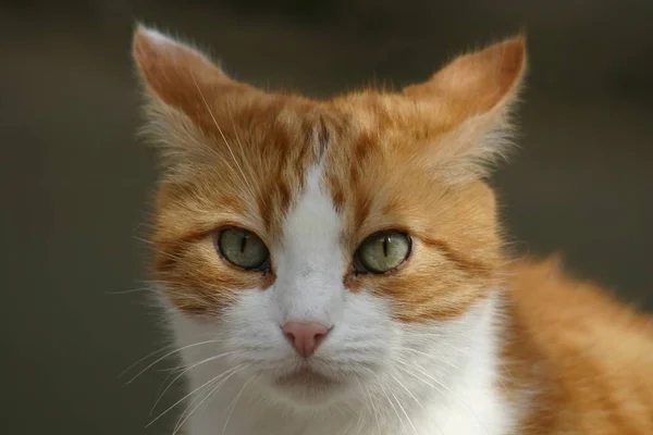 Retrato Gato Bonito — Fotografia de Stock